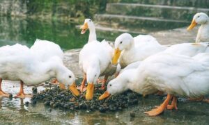 Ducks as Pets: Guidelines and General Tips